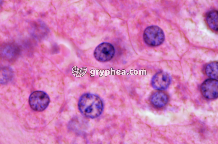 Hépatocytes x600 - gryphea.org